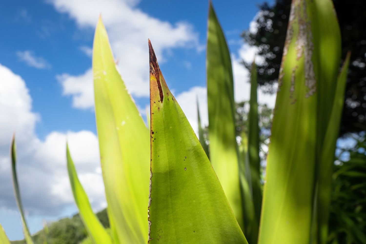 Mauritius hemp plant tips with sword-like leaves closeup