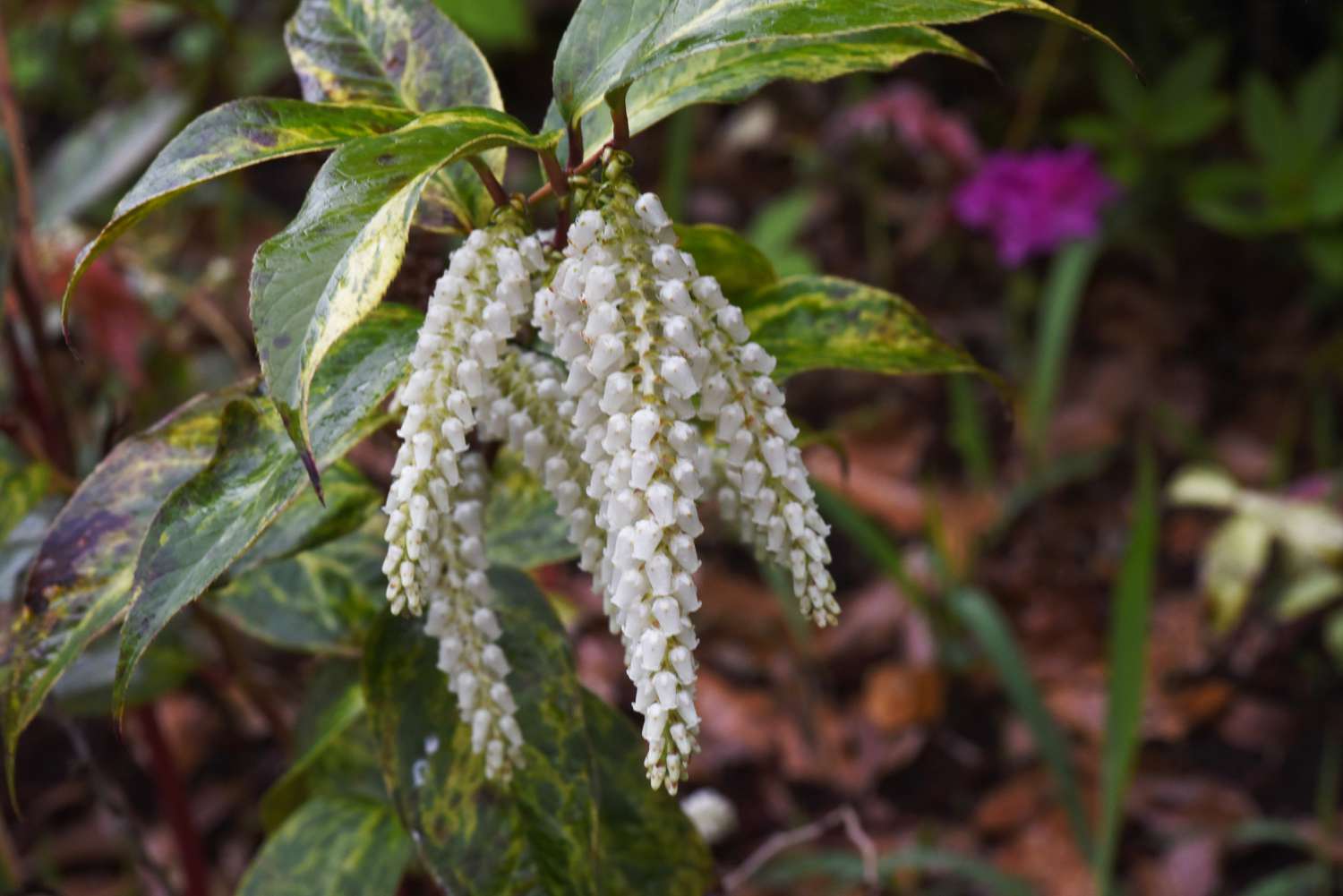 Flores de Leucothoe fontanesiana