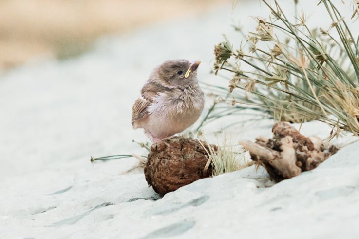 Vogelbaby in der Wüste