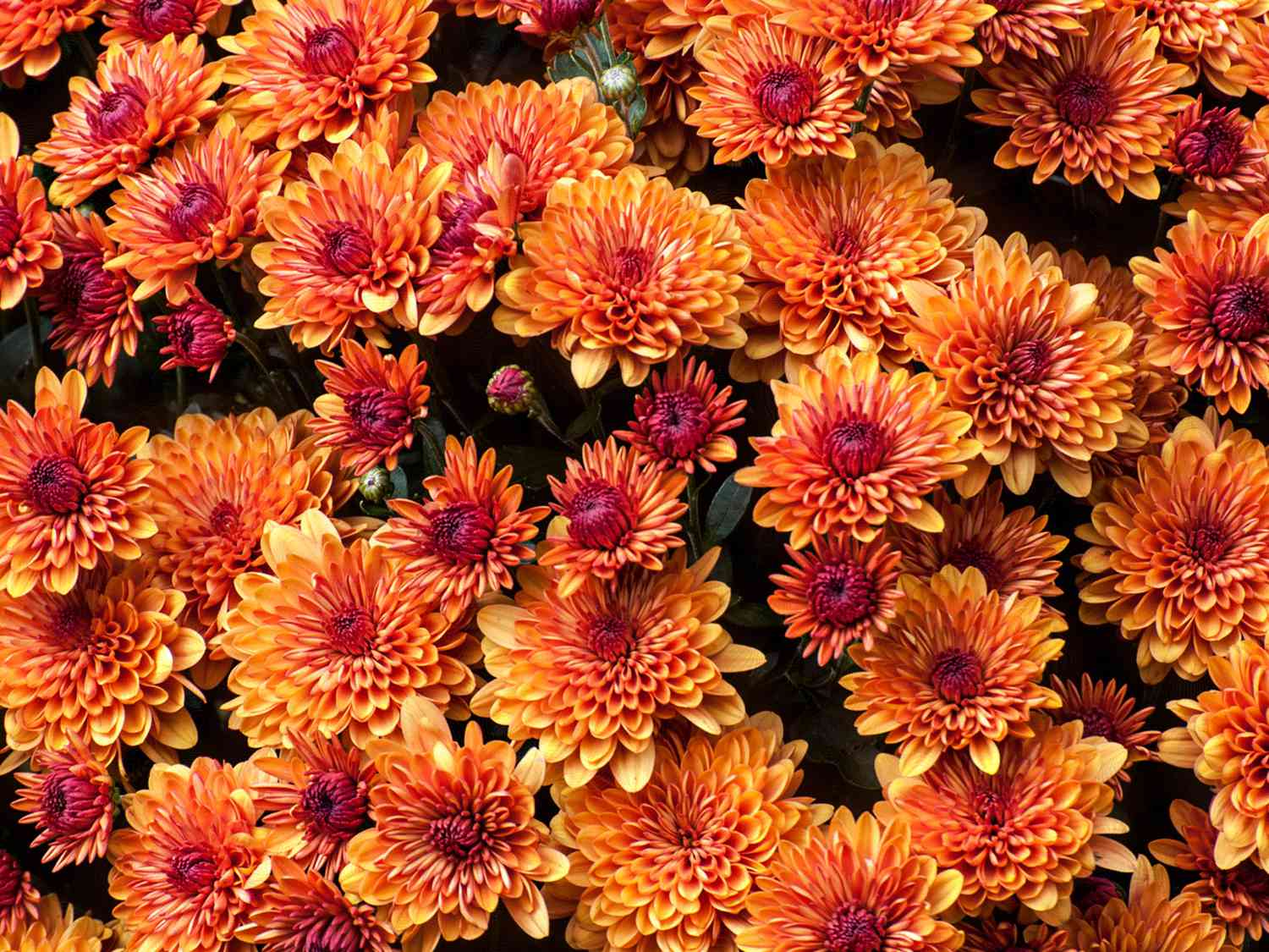 Hardy Fall Mums