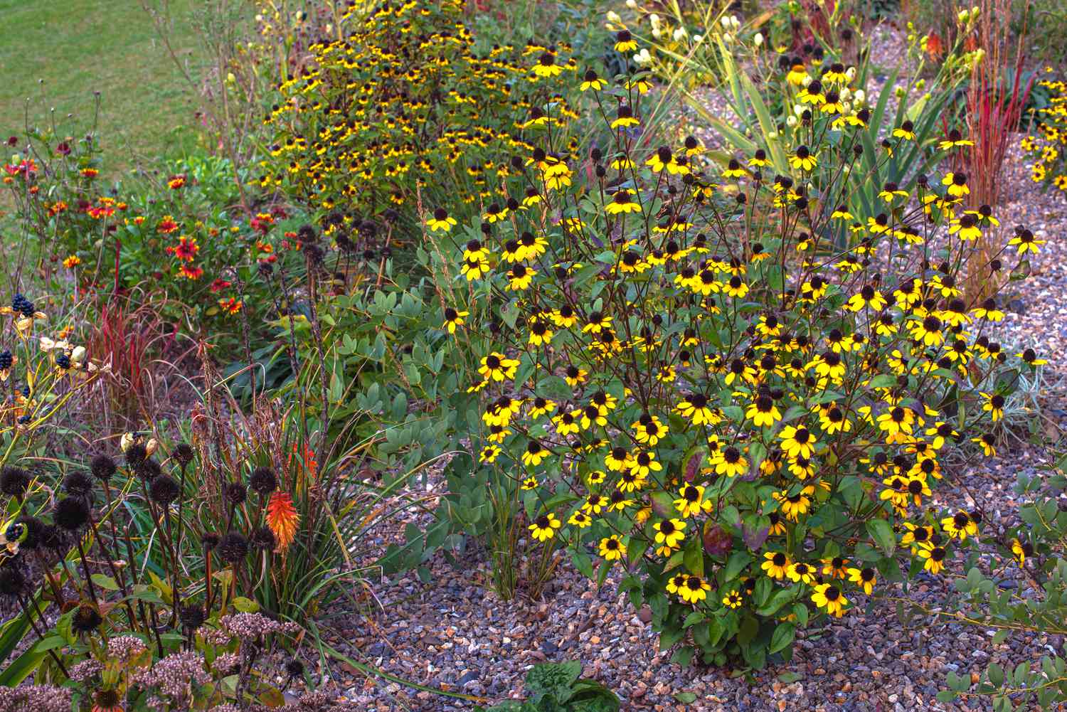 Braunäugige Susan-Wildblumen auf hohen dünnen Stielen und kleine gelbe Blüten im Blumengarten