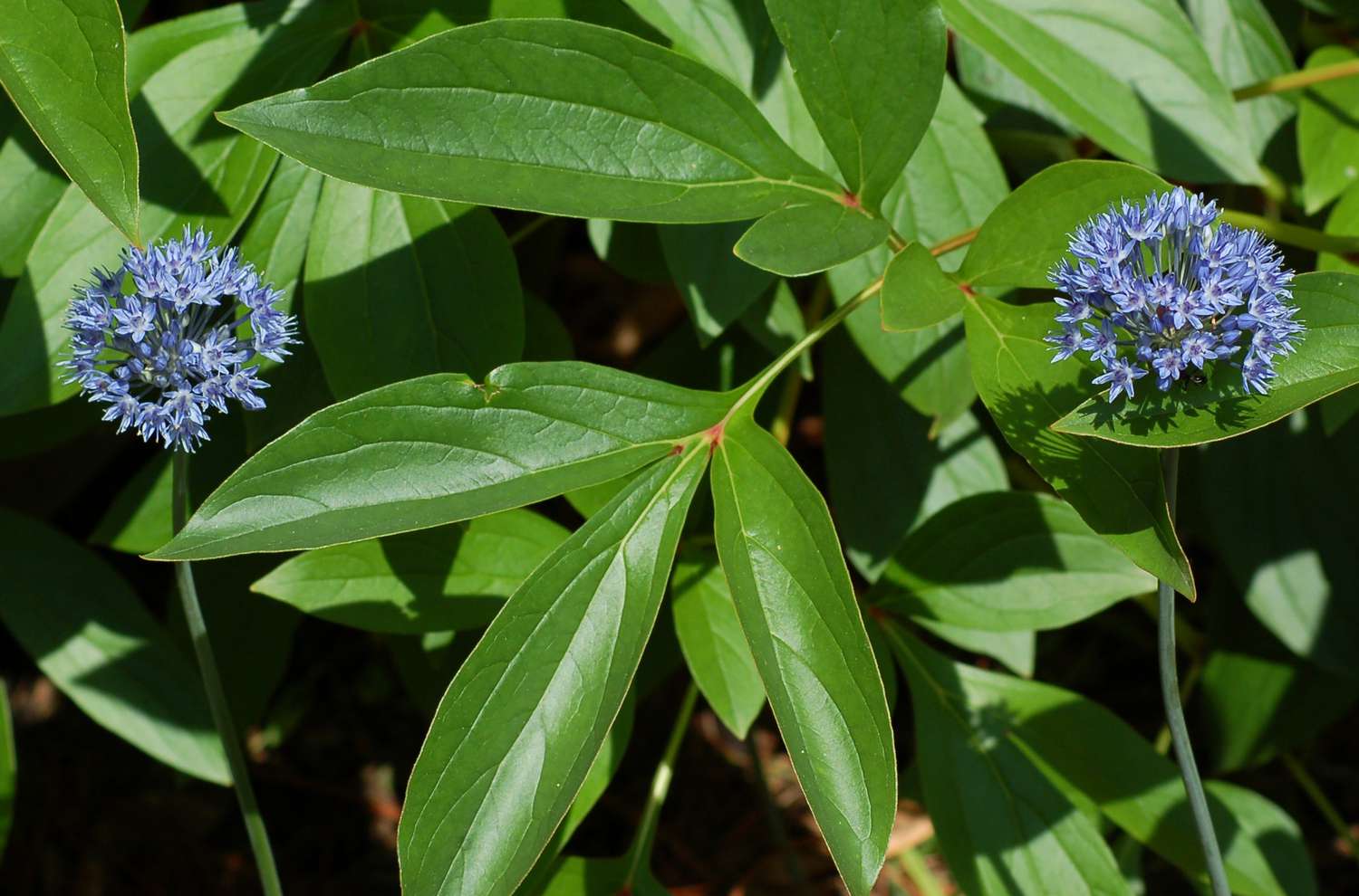 Blaue Allium mit blauen Blütenblättern