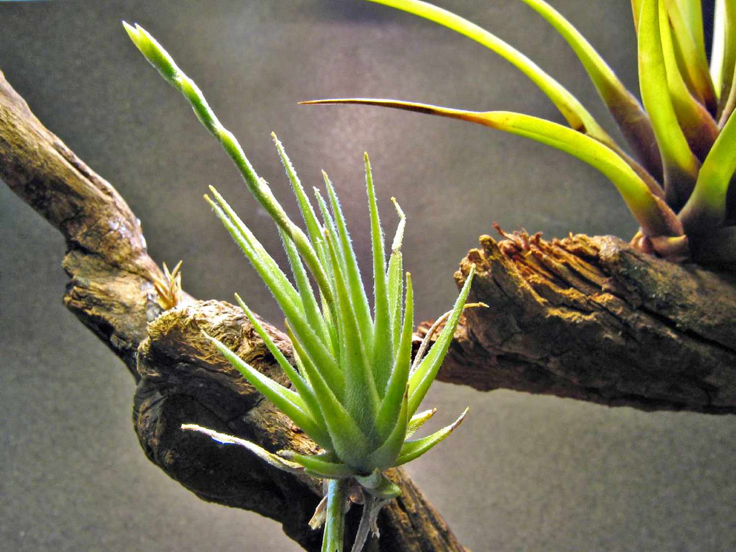 Loliacea Luftpflanze mit grünen Blättern an einem Zweig