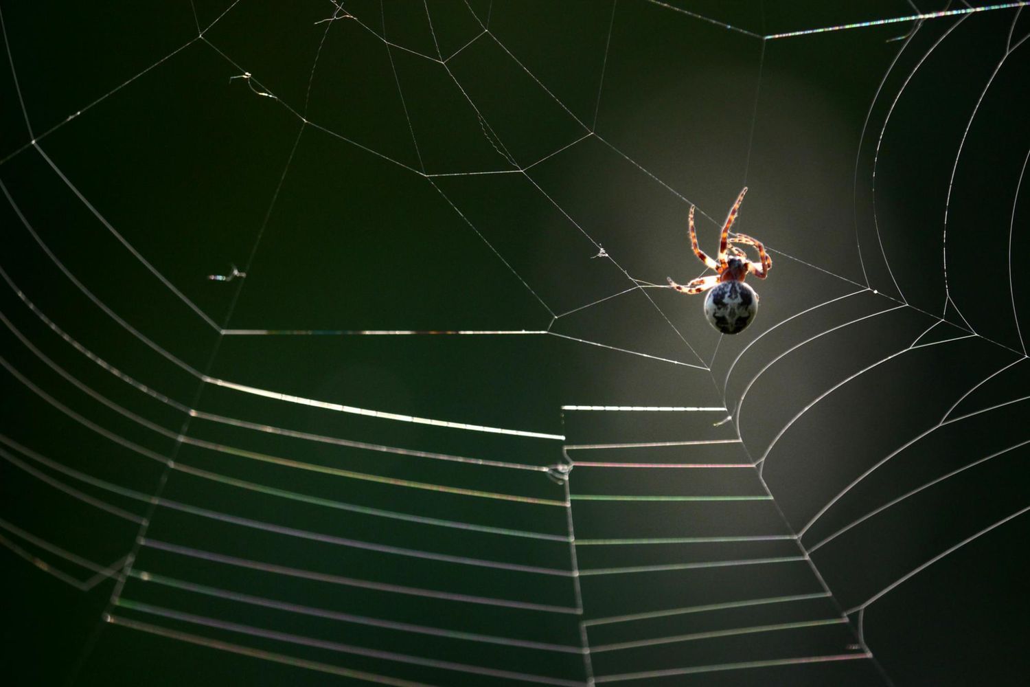 Tela de araña tejiendo