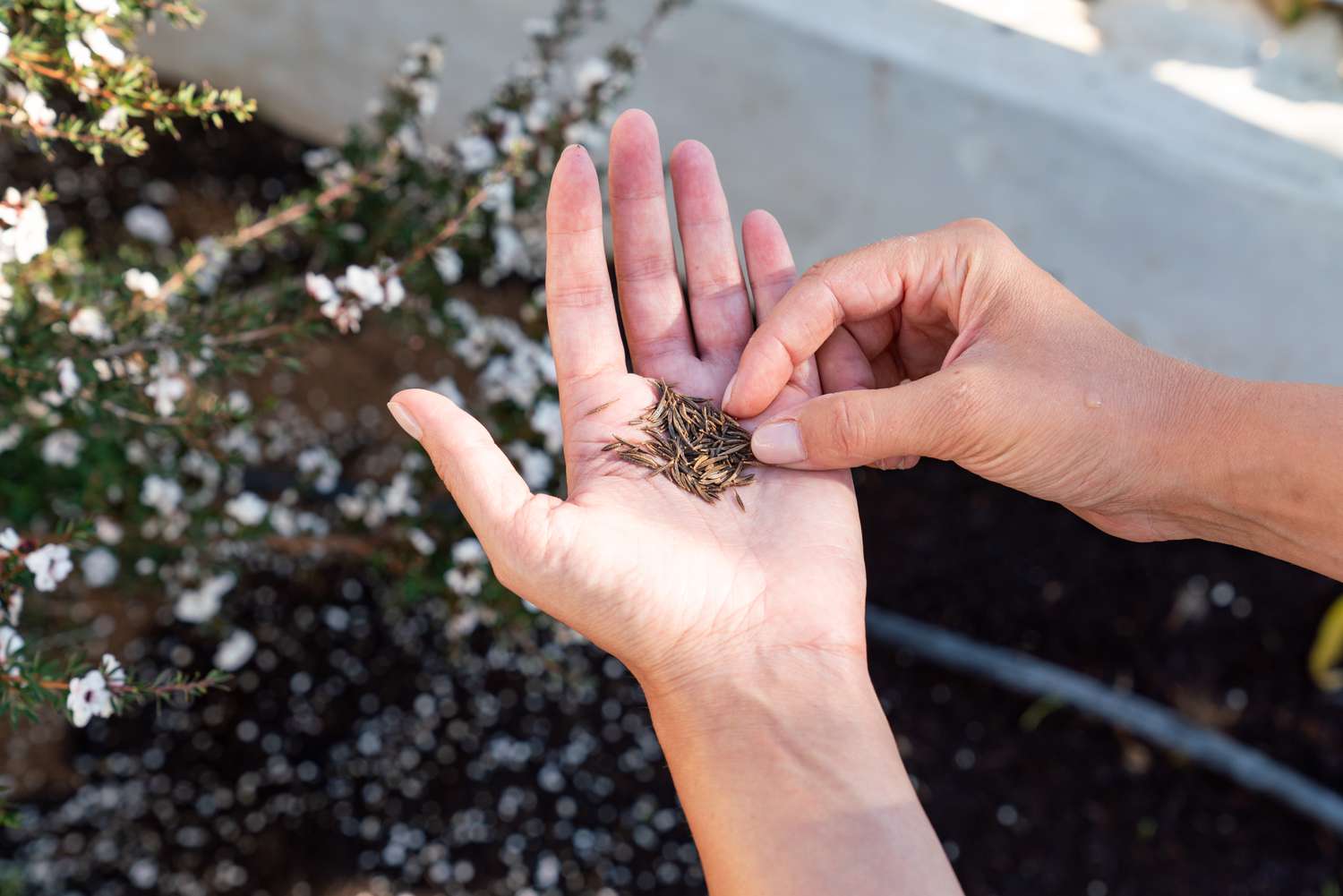 Seeds saved from plants being held in hand