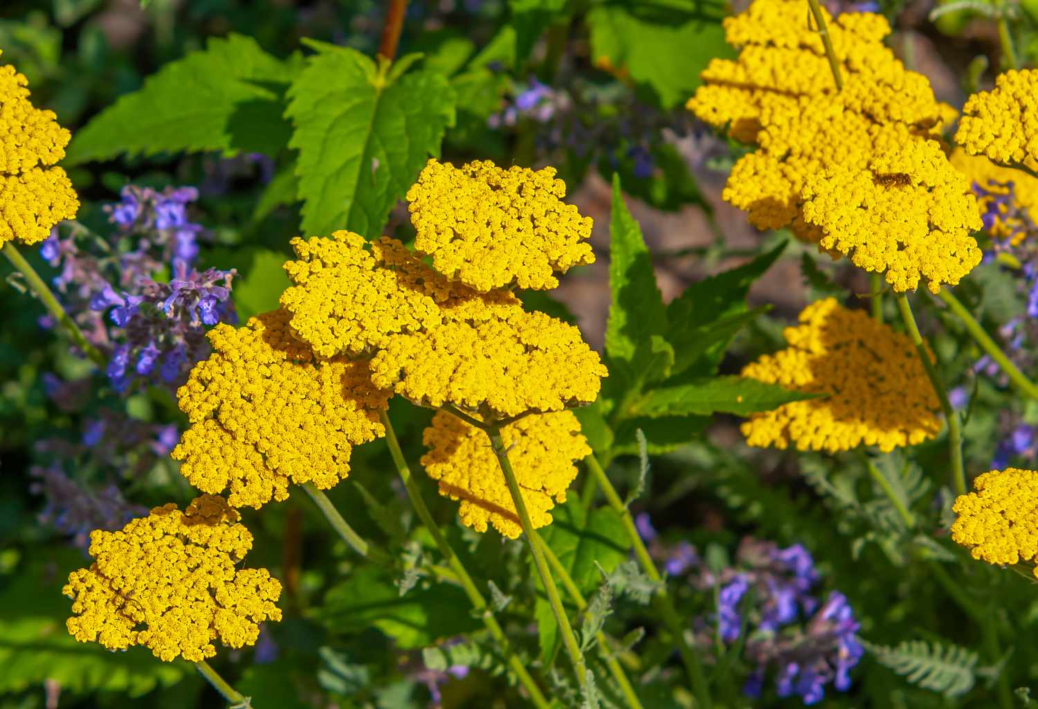 Schafgarbenblüten mit dichten gelben Dolden