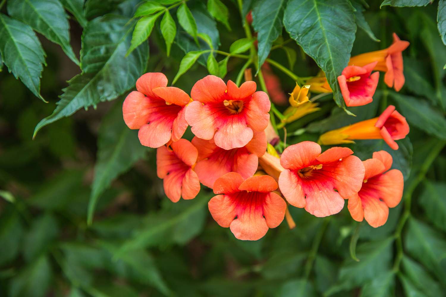 Campsis radicans