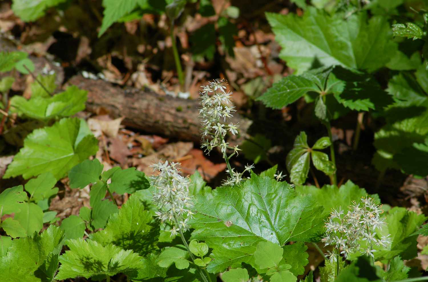 Schaumblüte (Bild) im Frühlingswald von Neuengland.
