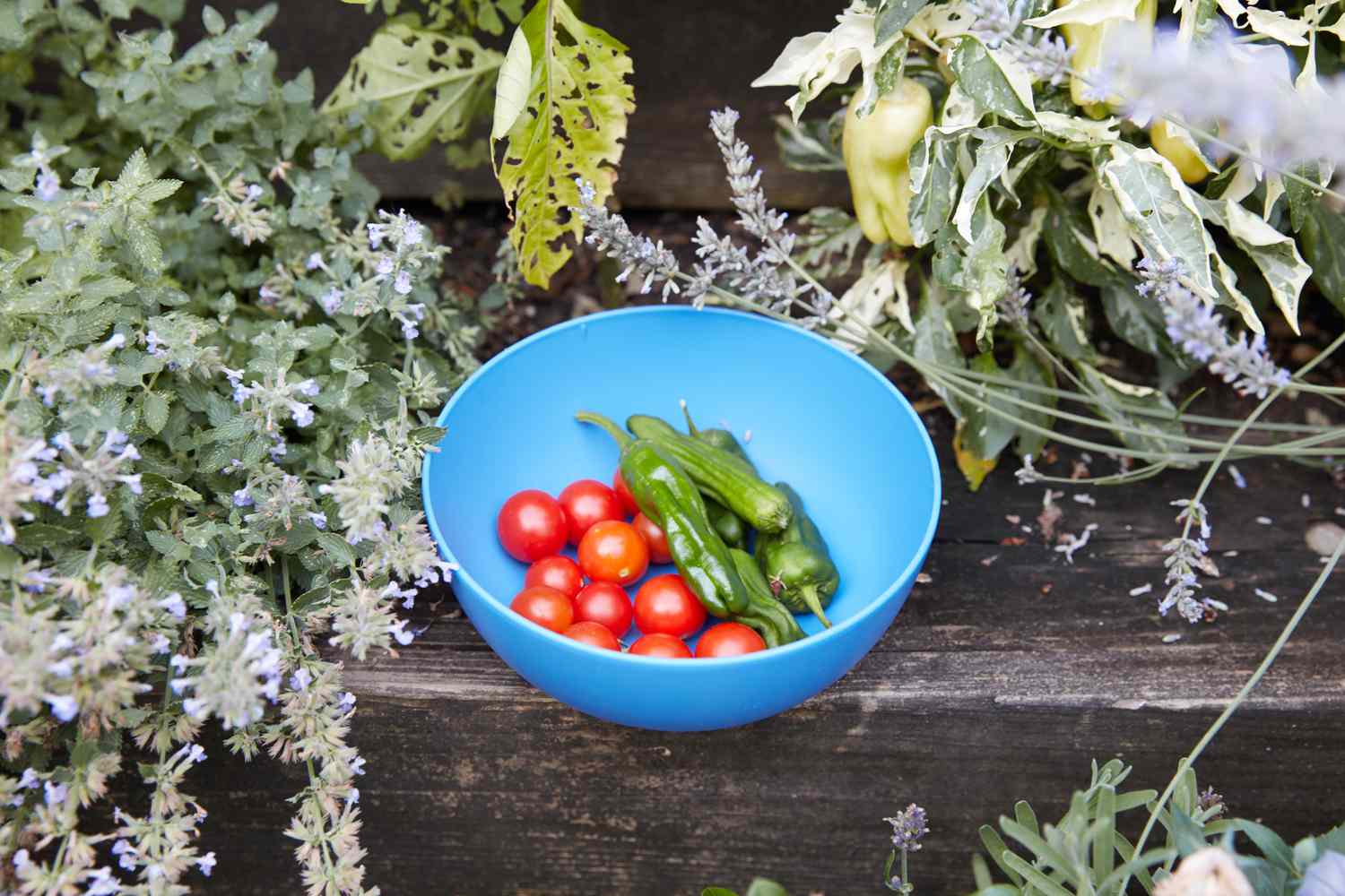 colheita de vegetais de verão