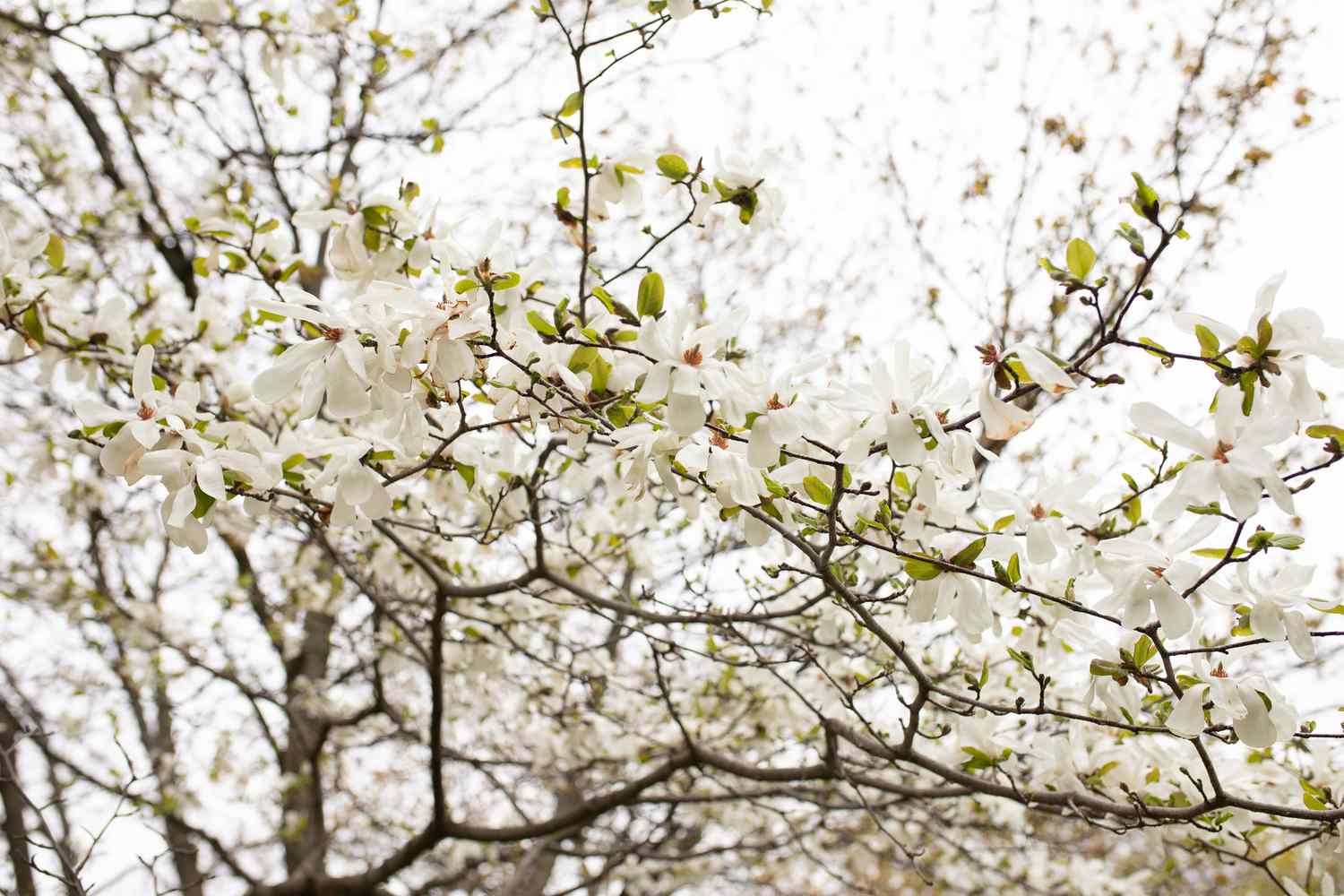 Magnolienbaum mit weißen Blüten auf kahlen Ästen
