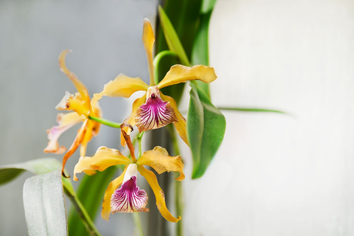 Laelia orchids with yellow and pink and white stried flowers closeup