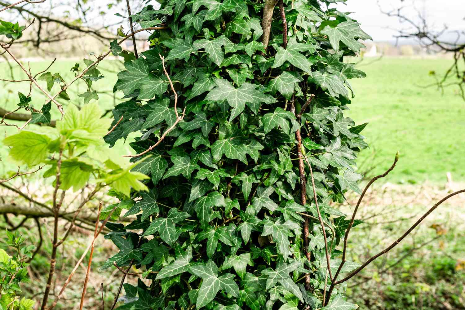 Englische Efeupflanze mit großen Blättern, die am Baumstamm hochklettert