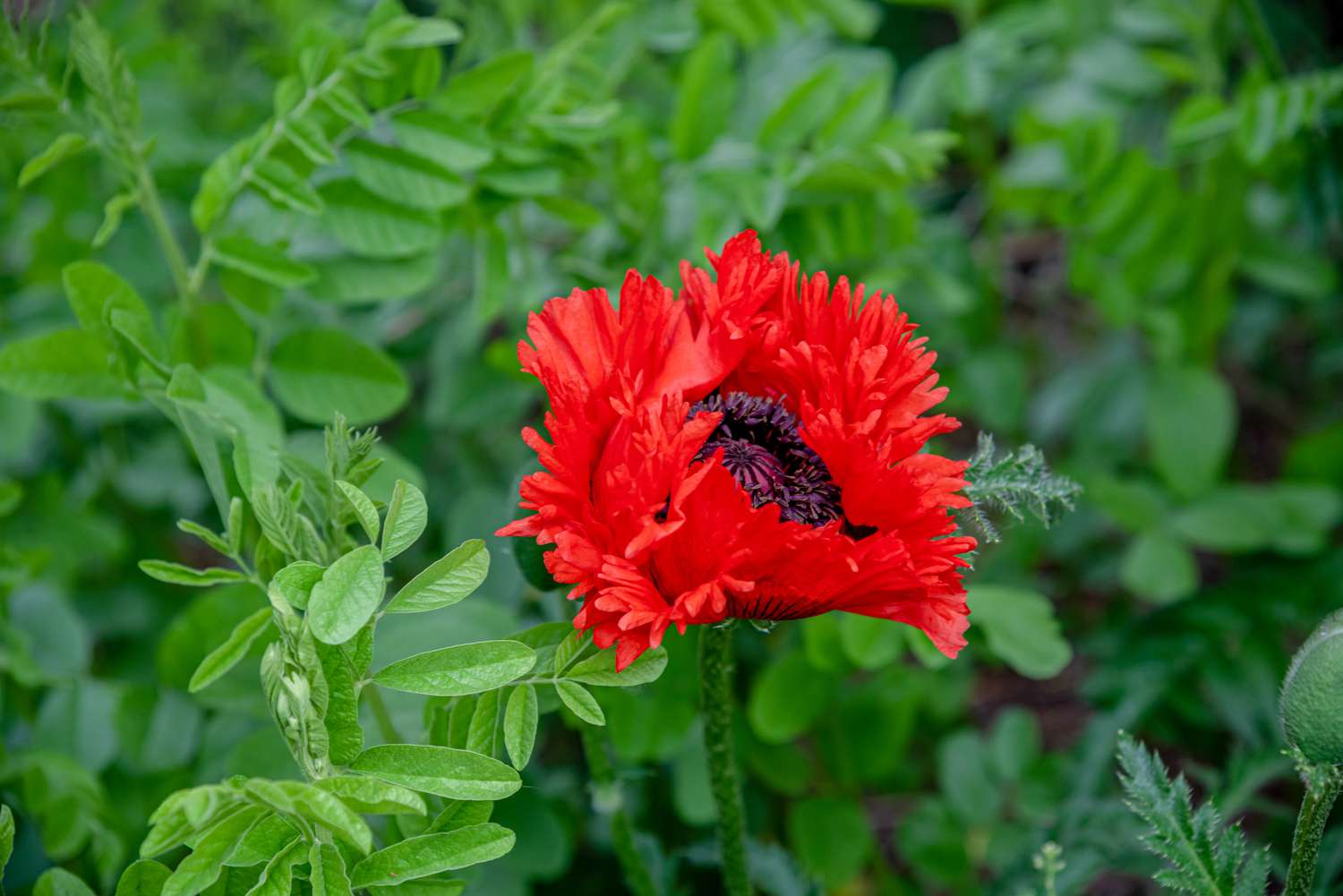 Leuchtend rote 'Turkenlouis'-Mohnblüte neben kleinen ovalen Blättern