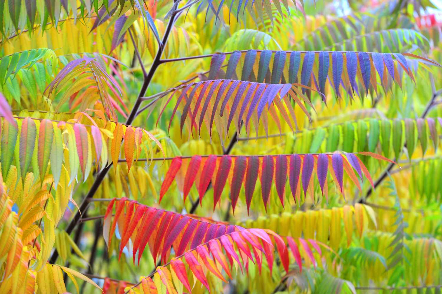 Branches d'arbustes de sumac avec des feuilles rouges, jaunes et vertes en forme de lame