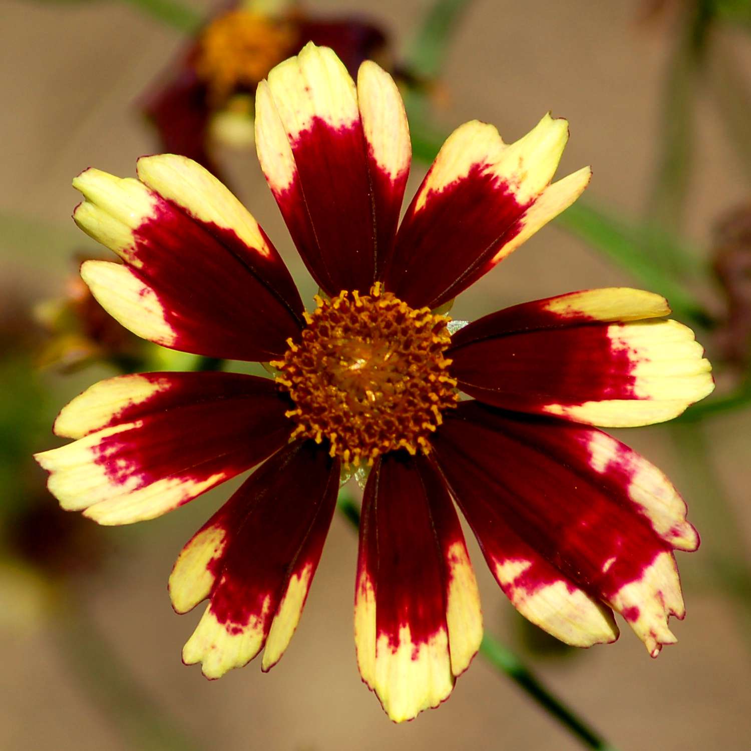 Ruby Frost coreopsis