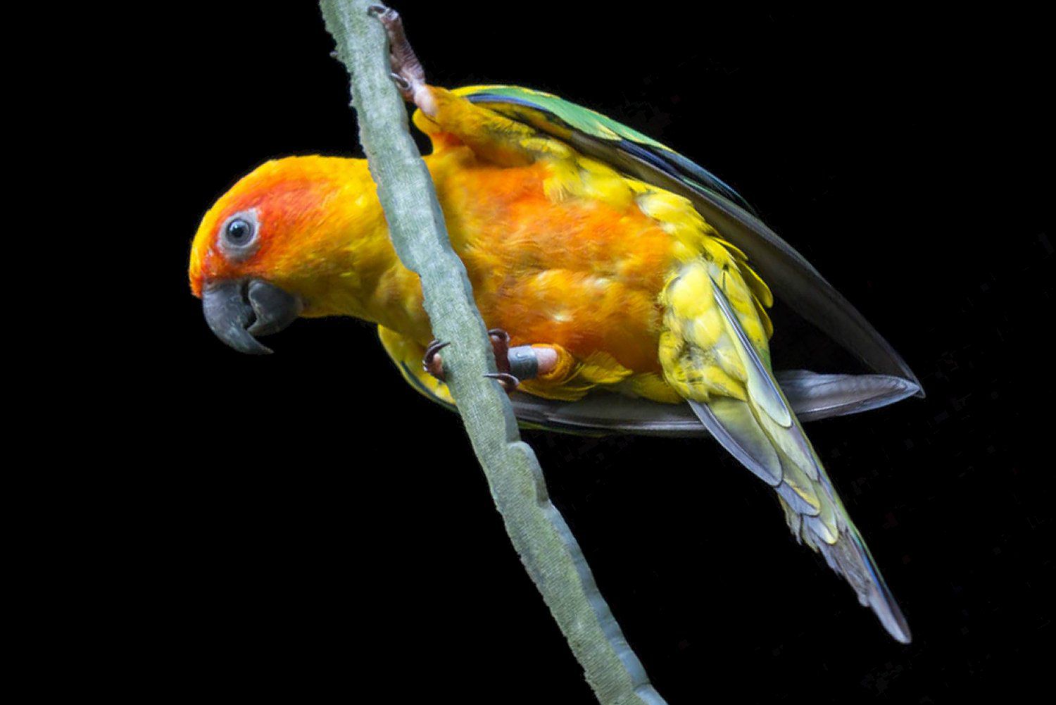 Sun Conure