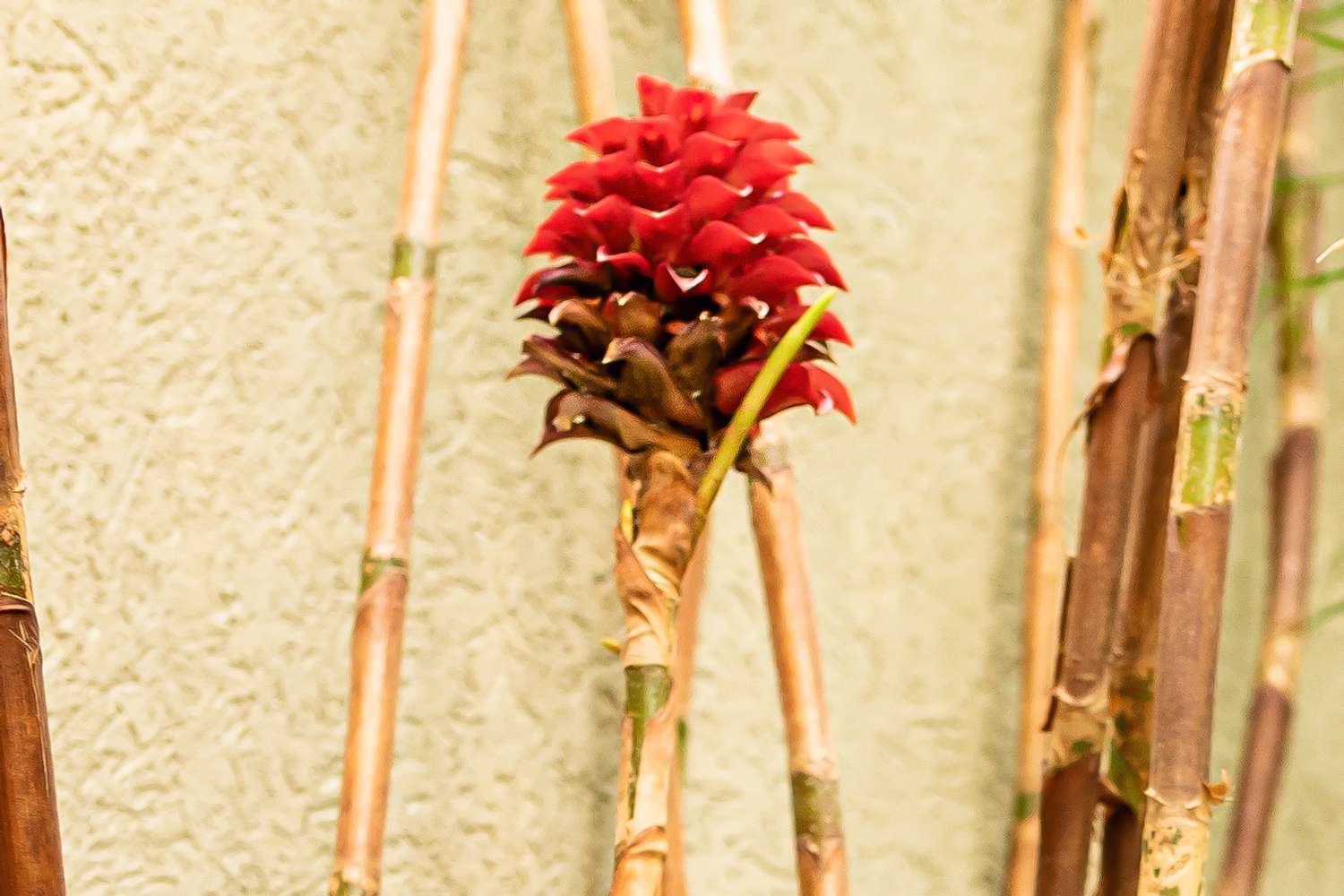 Gingembre ananas sur tige en forme de roseau avec bractées de fleurs rouge foncé 