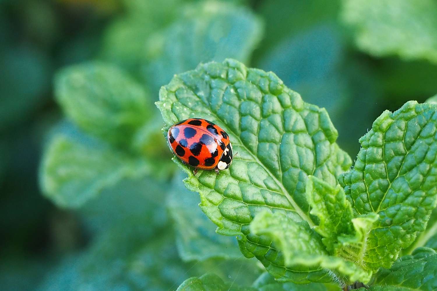 Red ladybug sitting on mint leaf 