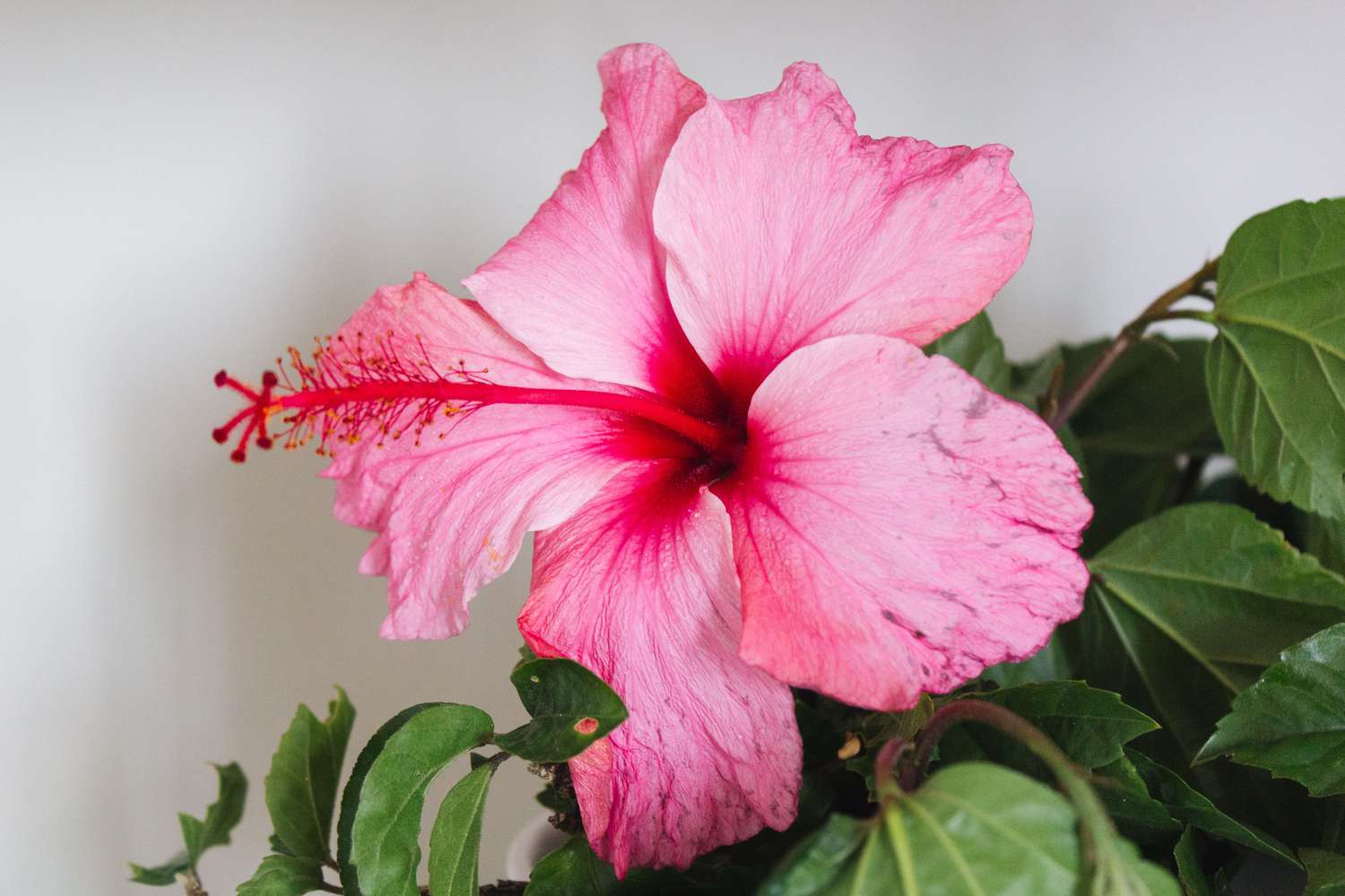 tropical hibiscus