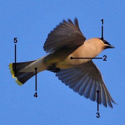 ID - Cedar Waxwing - Vuelo