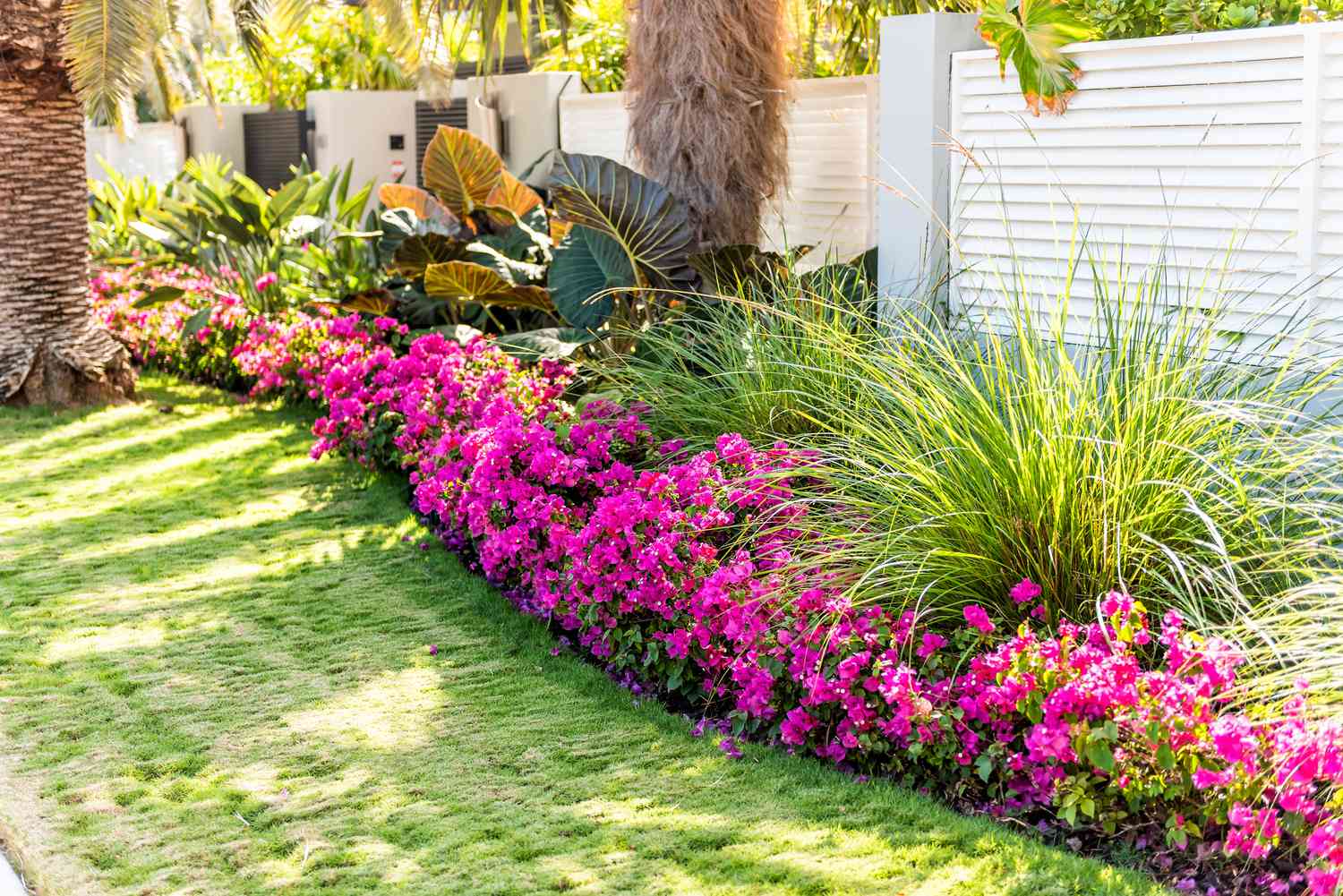 Vibrant pink bougainvillea flowers in Florida Keys or Miami, green plants landscaping lining sidewalk street road house entrance gate door during summer