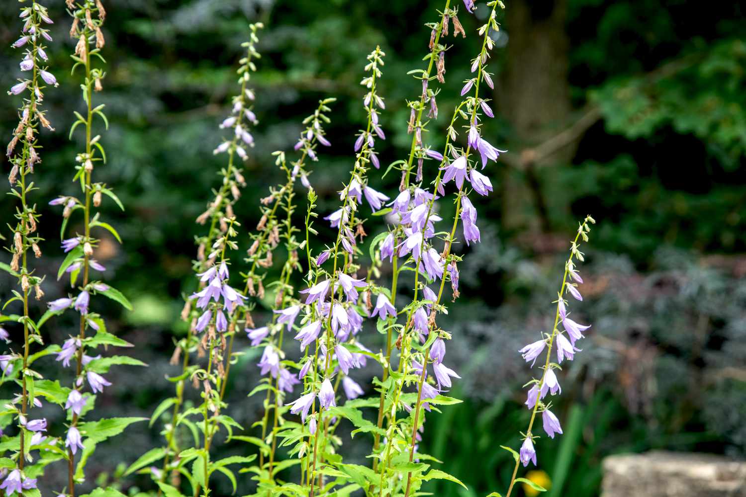 Plante de campanule avec de petites fleurs violettes et blanches à la lumière du soleil