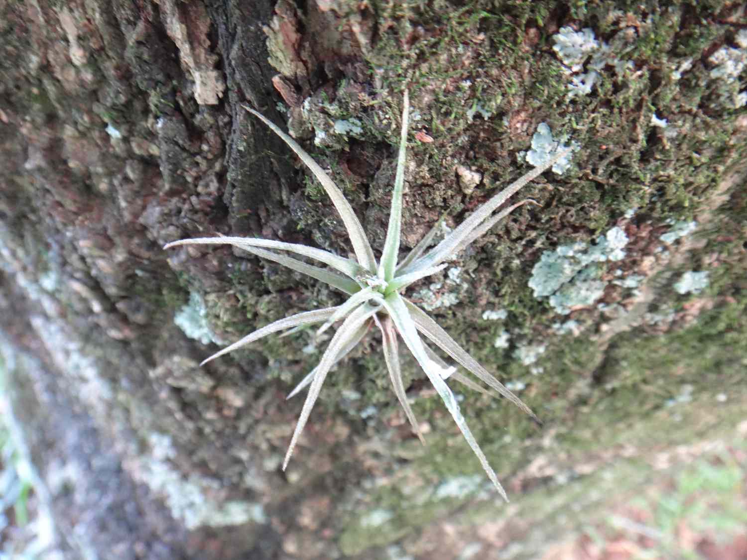 Planta de aire musgo bola con hojas gris plateado pálido sobre corteza