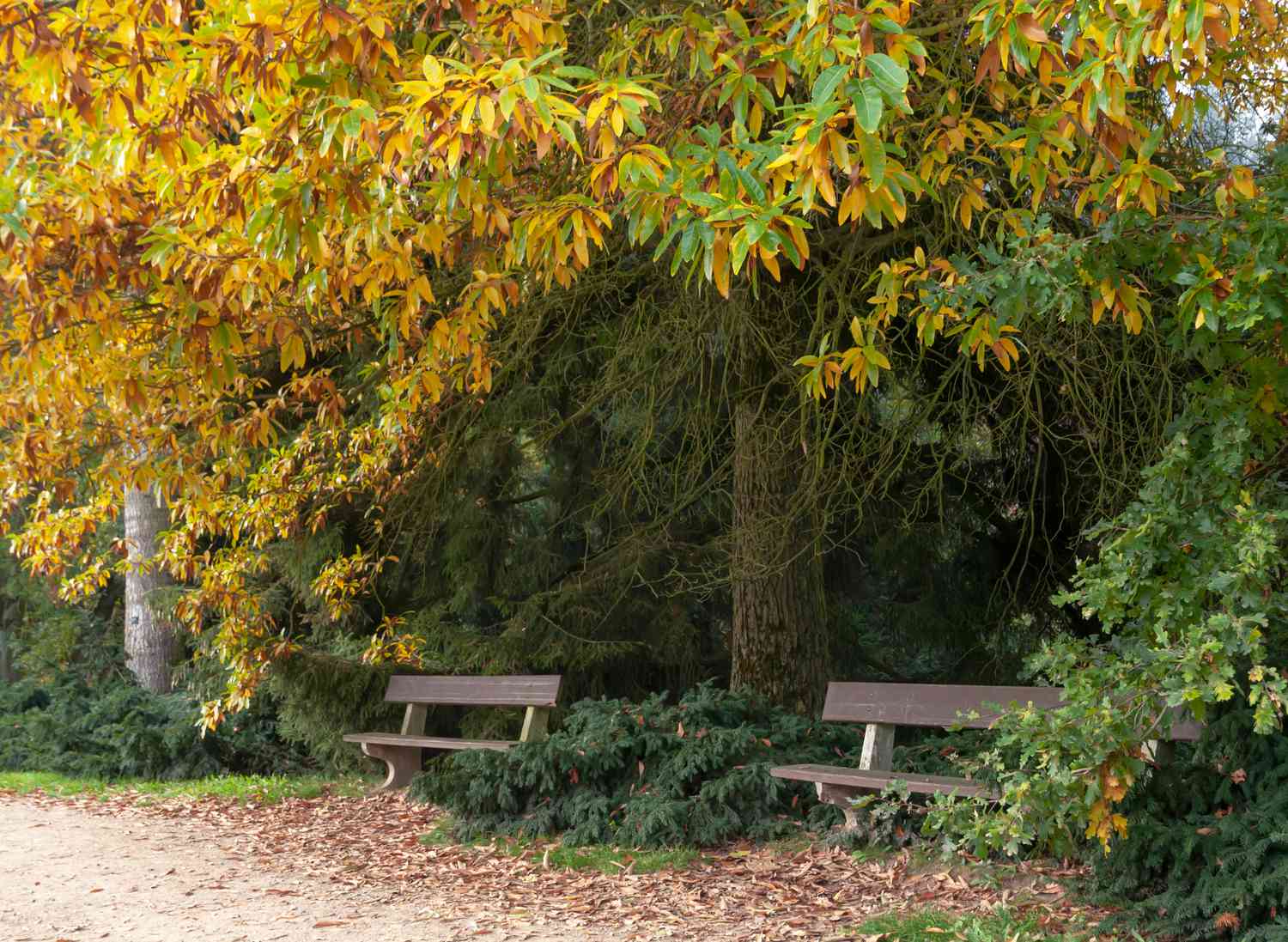 Schindeleiche mit gelben, braunen und grünen Blättern, die im Herbst über Bänken hängen