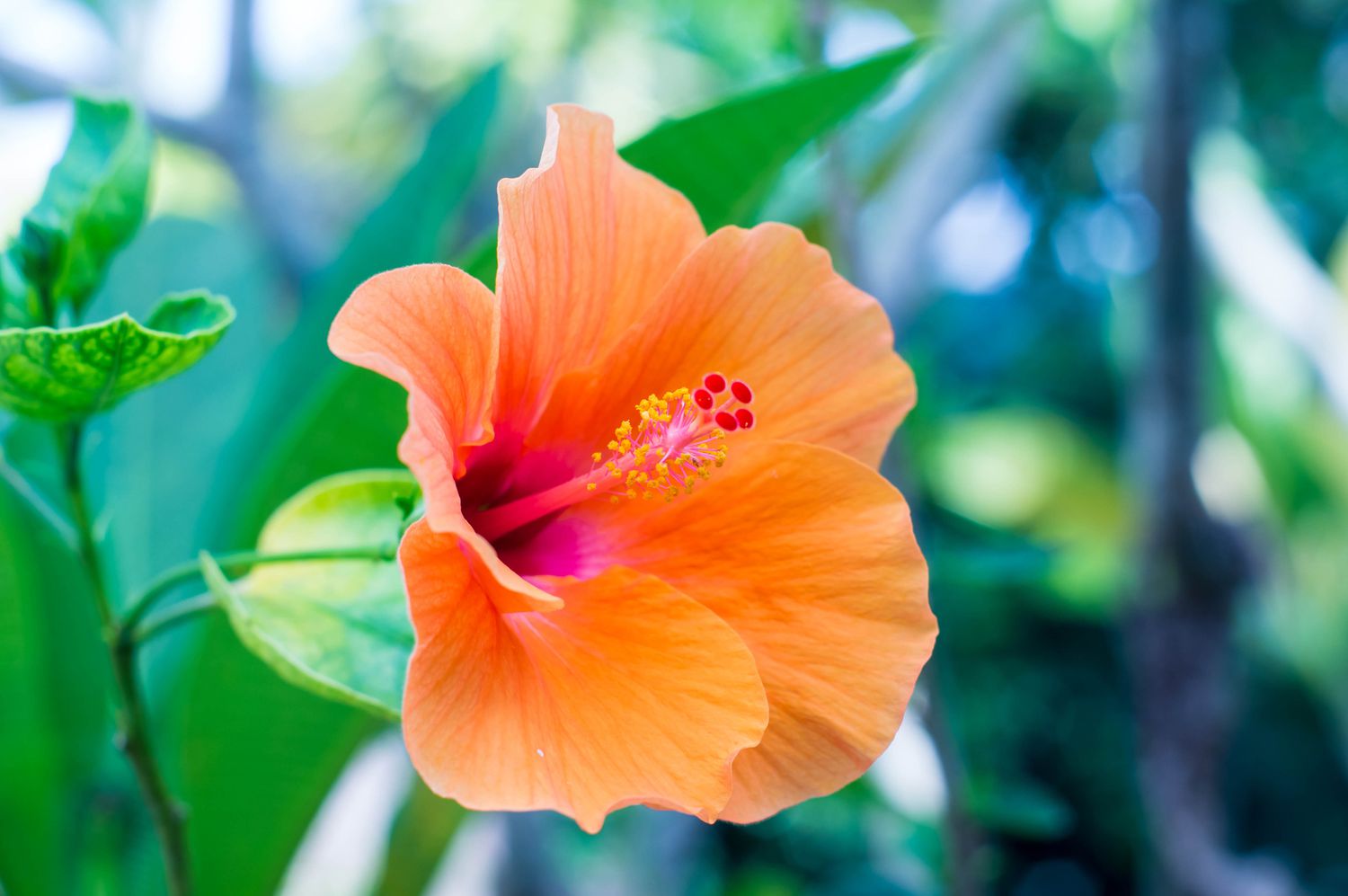 flor de hibisco