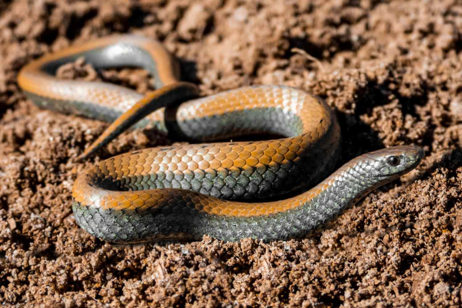 permitindo que as cobras boas fiquem