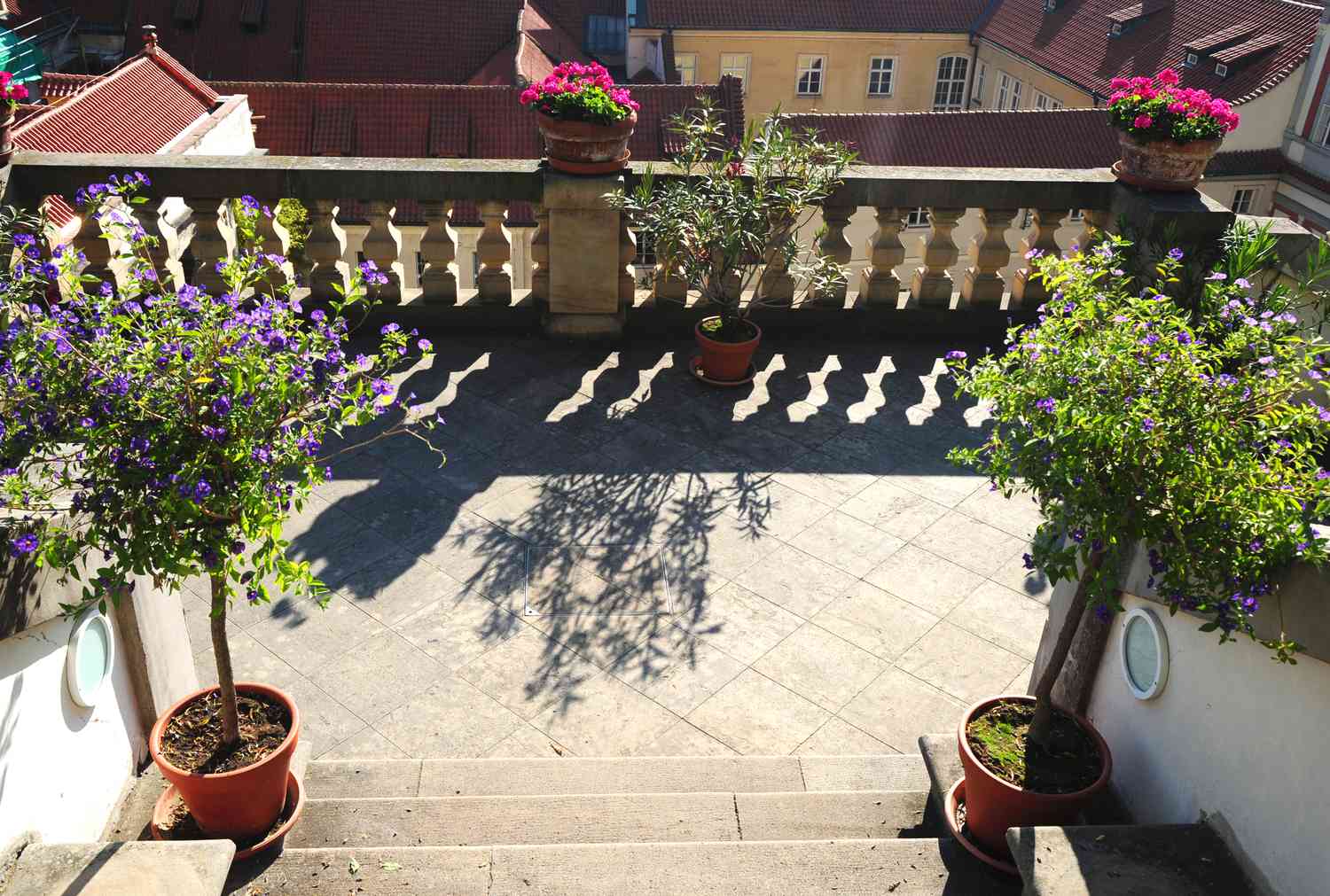 Blauer Kartoffelbusch als Baum im Treppenhaus getopft