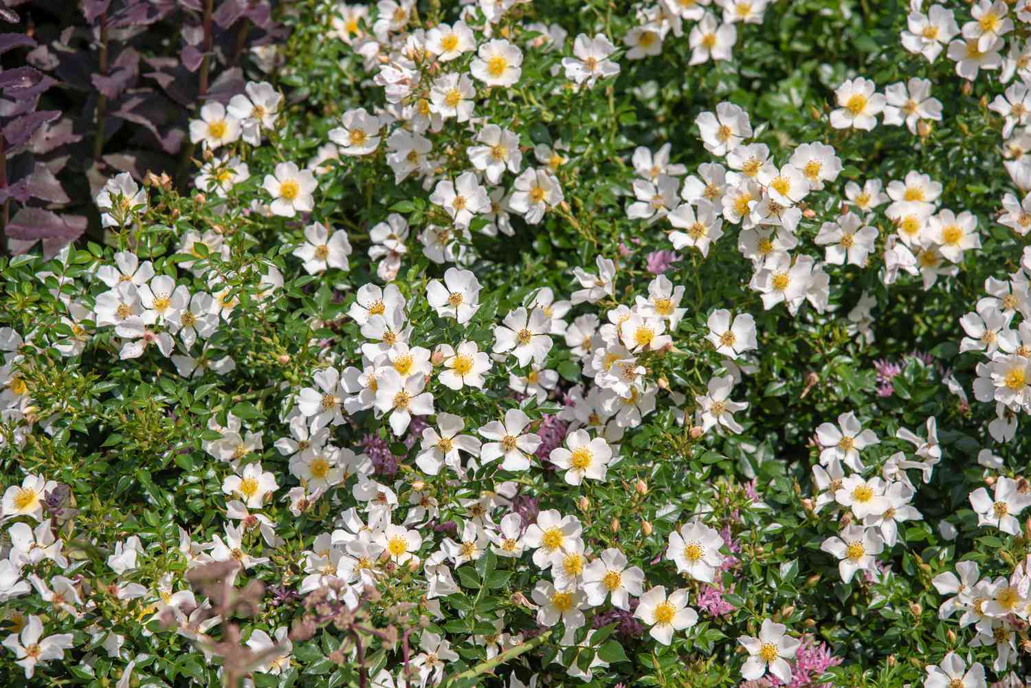 Multiflora-Rosenstrauch mit kleinen weißen Rosettenblüten