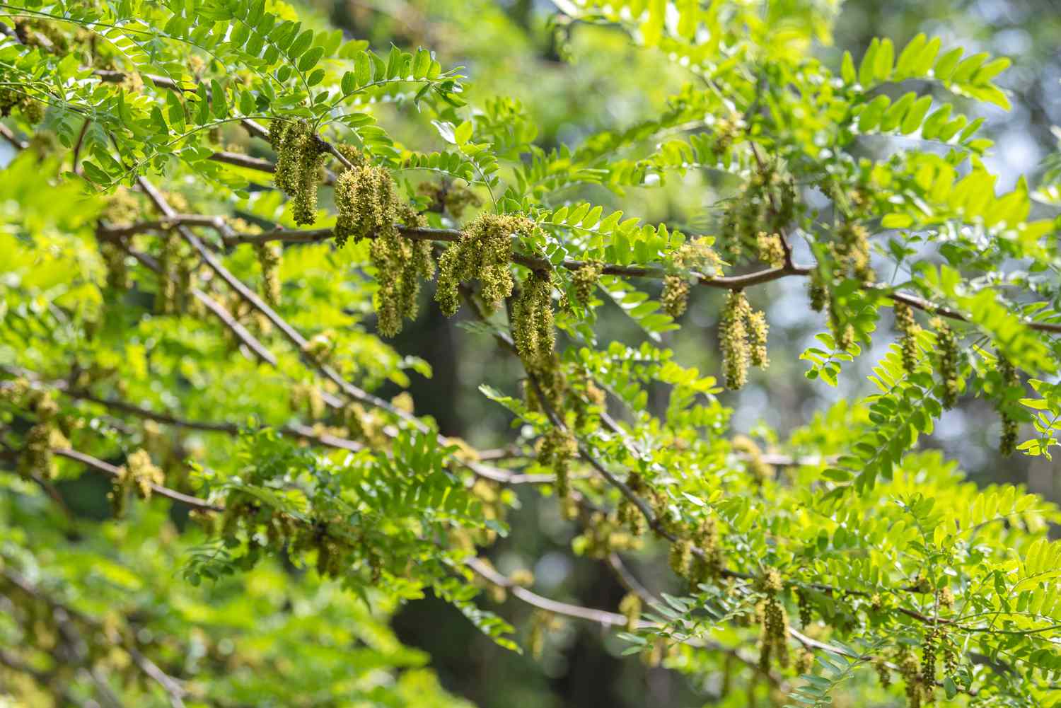 Ramas de acacia melífera Sunburst con hojas verdes brillantes tipo helecho y panículas verdes amarillas colgando 