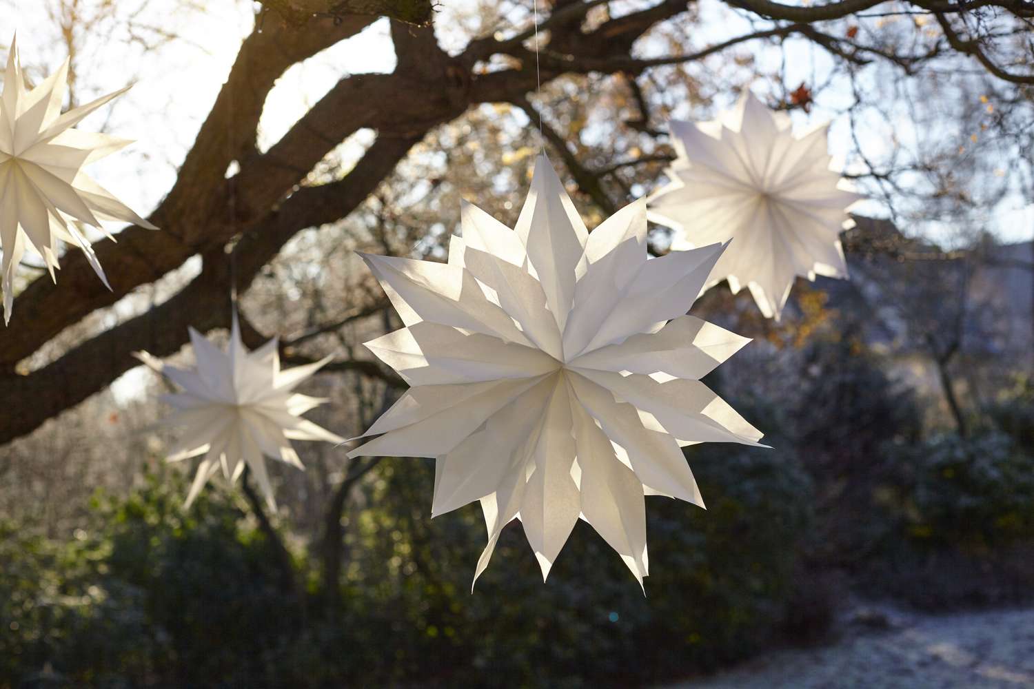 White handmade paper stars hanging from sunlit tree branches