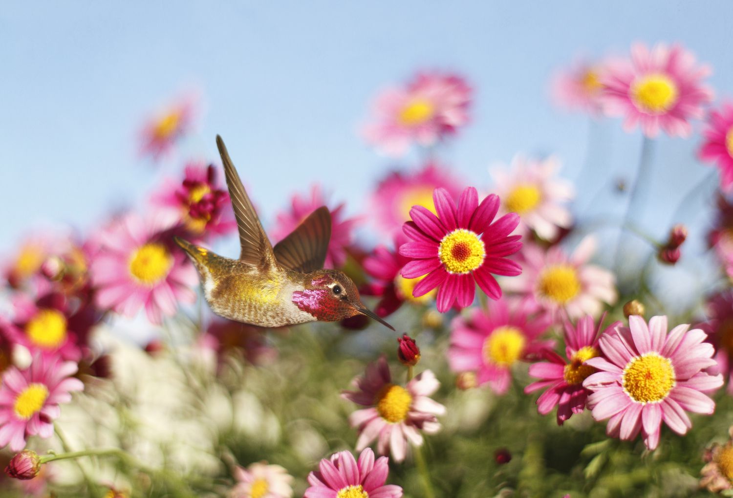 Ein Kolibri, der vor rosa Blüten fliegt.