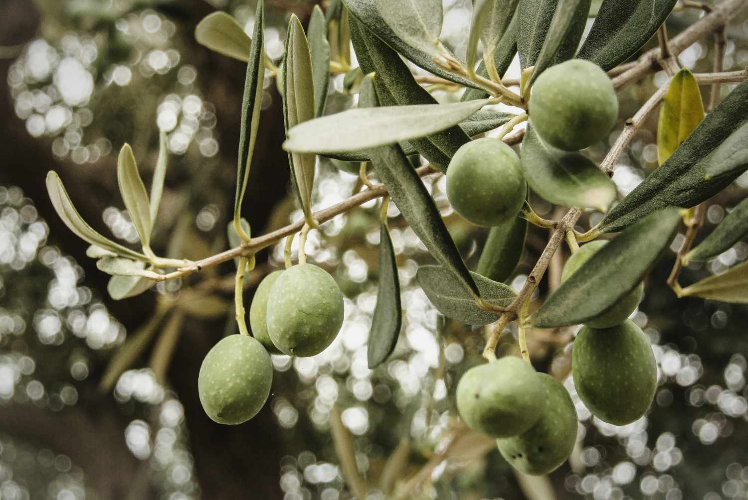 Grüne Gordal-Sevillano-Oliven an einem Baum