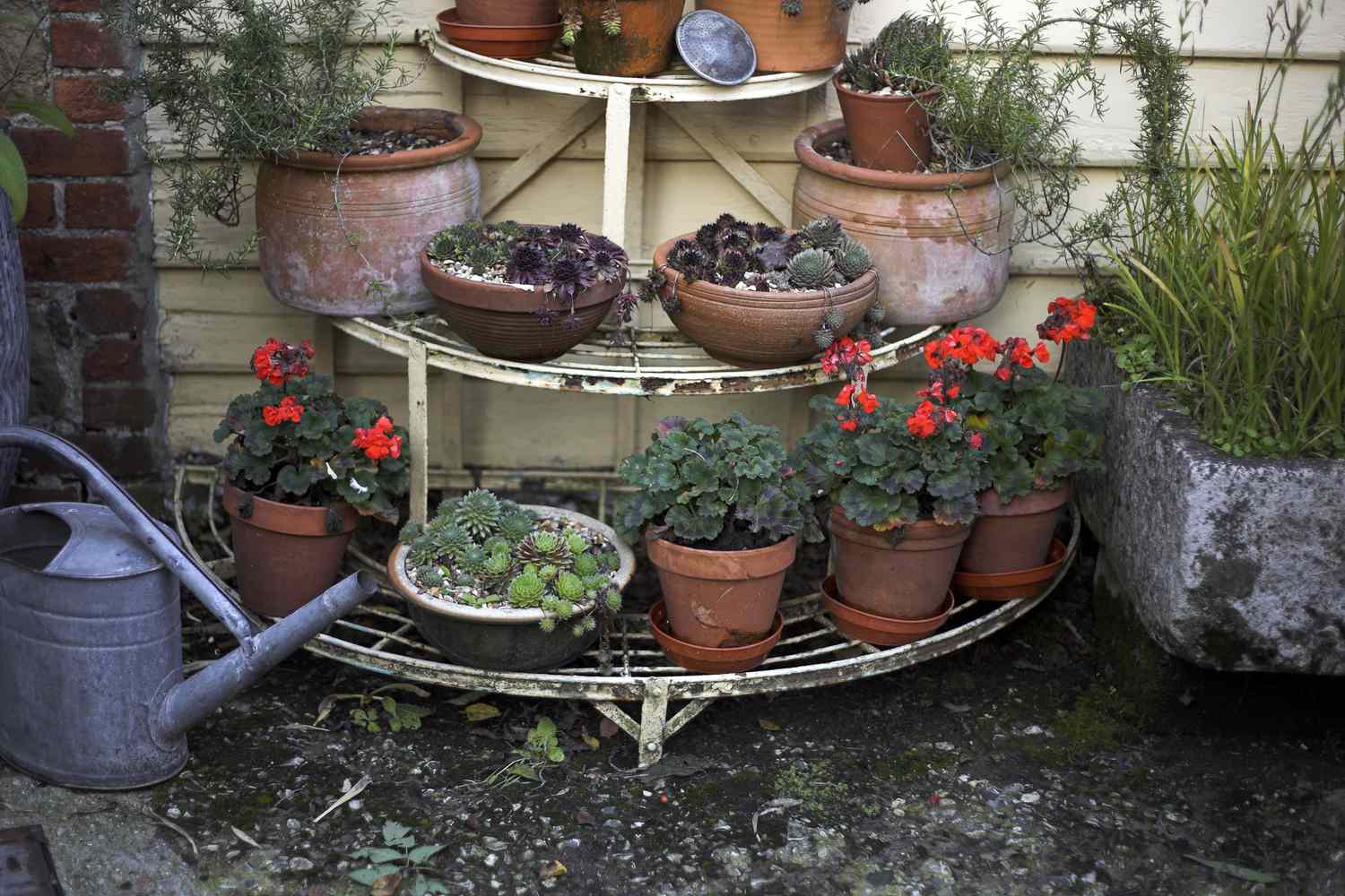 Gestuftes Gartenregal mit Pelargonien (Pelargonium) und gemischten Hauswurzen (Sempervivum), Spätsommer