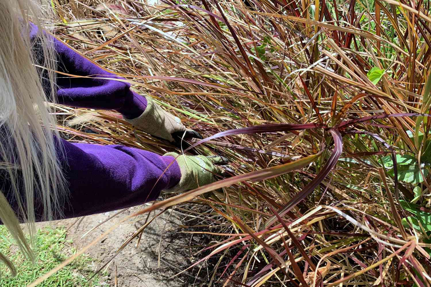 grooming ornamental grasses