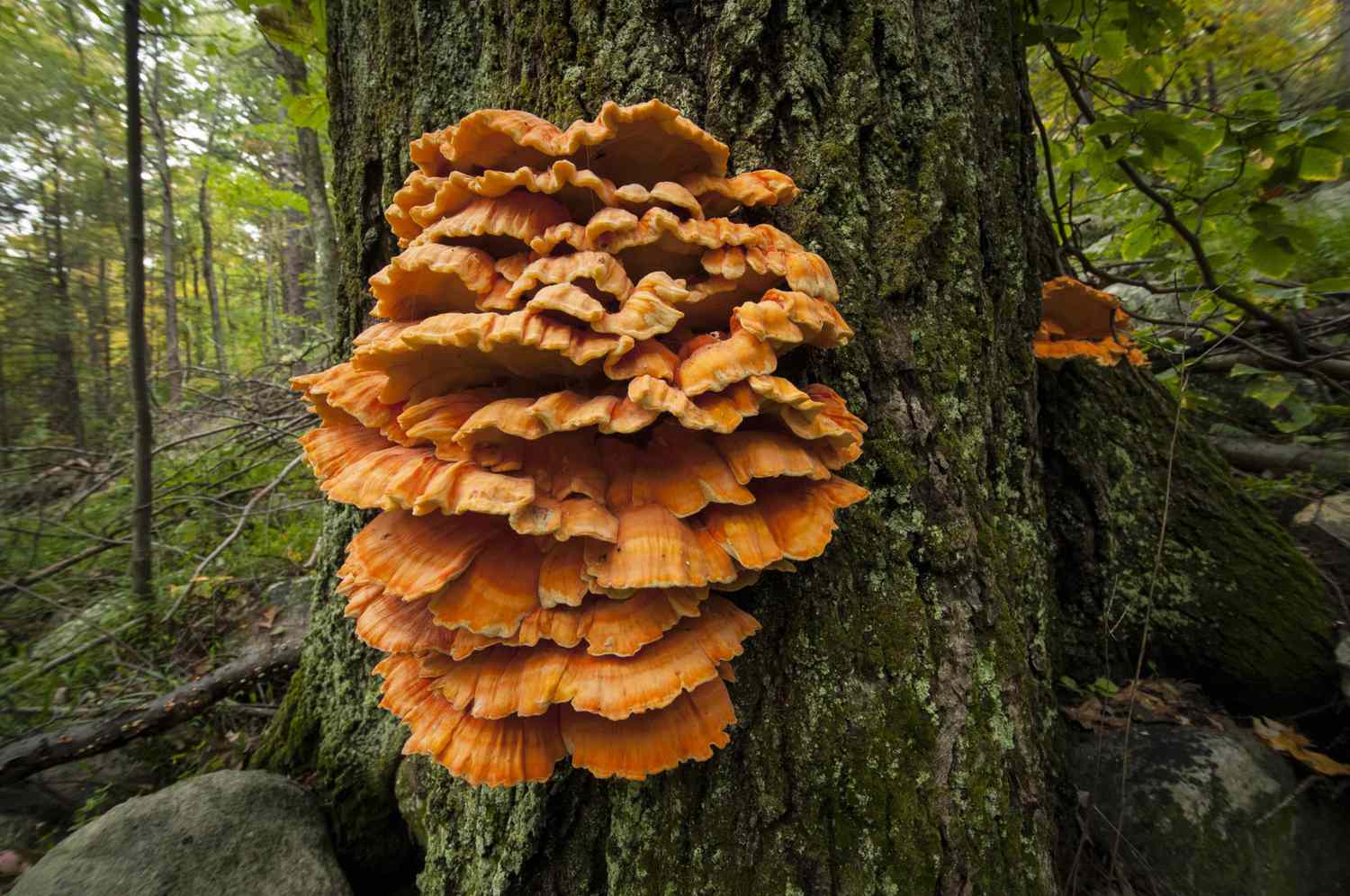 Grande fungo poliporo laranja em uma árvore