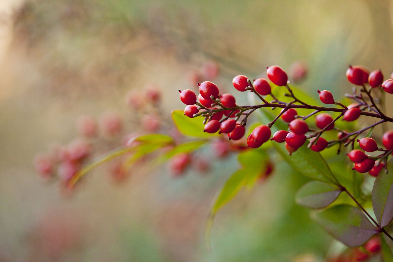 Berries of a heavenly bamboo (nandina domestica) close up.