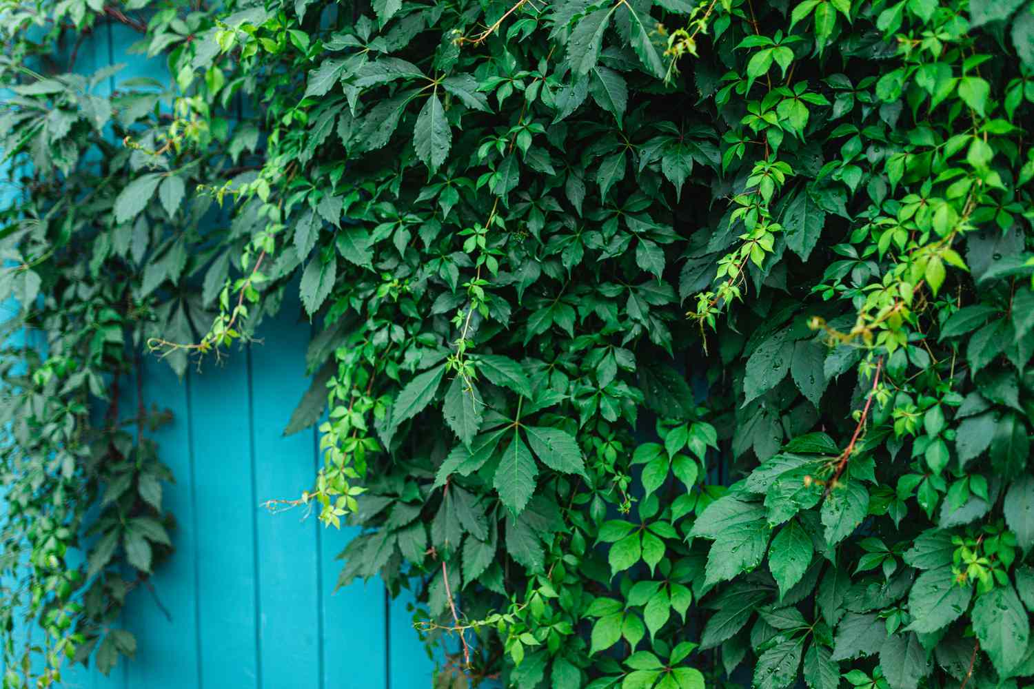 Virginia Creeper auf einem Zaun