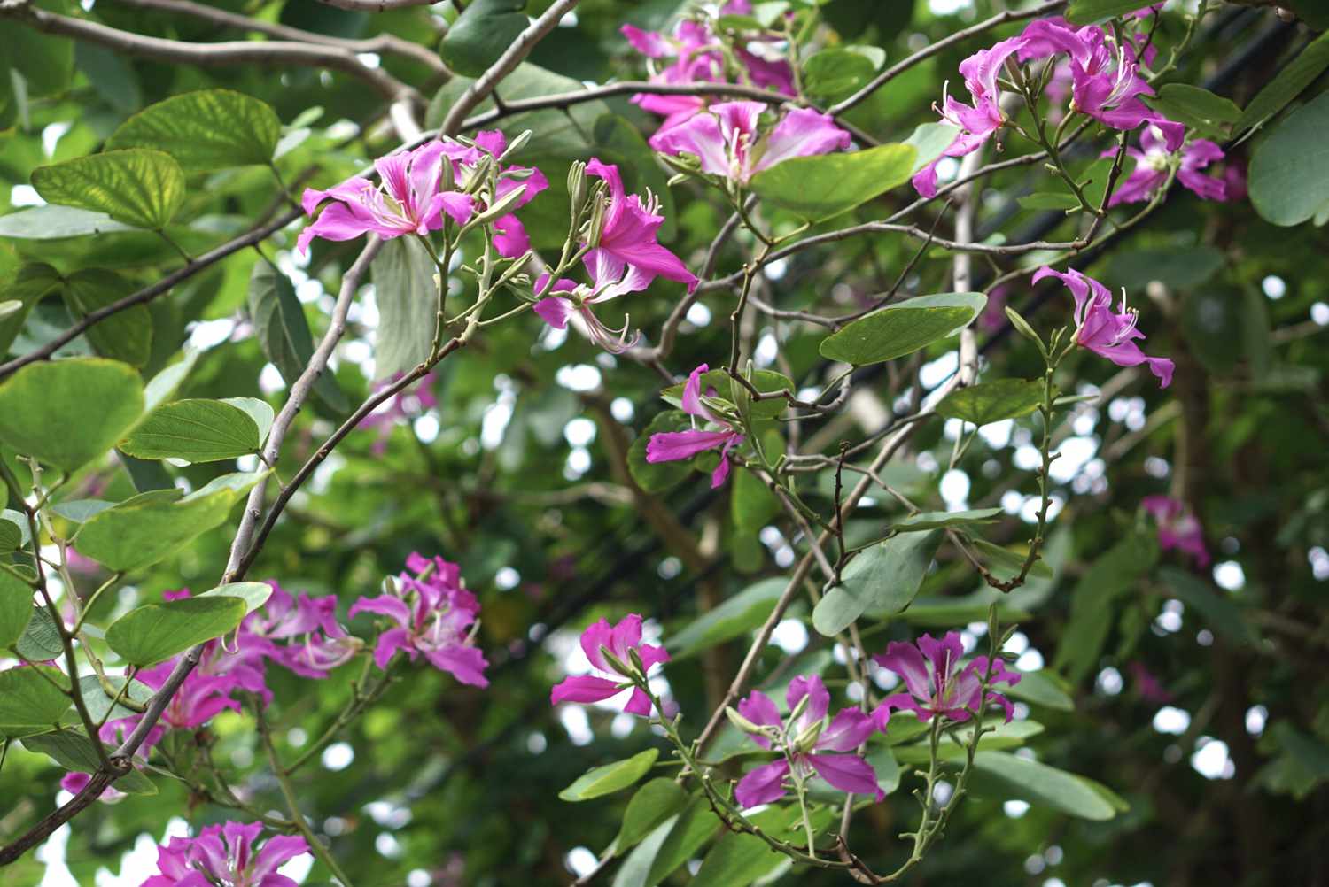 Hongkonger Orchideenbaum mit dünnen Zweigen mit rosa und weißen Blüten