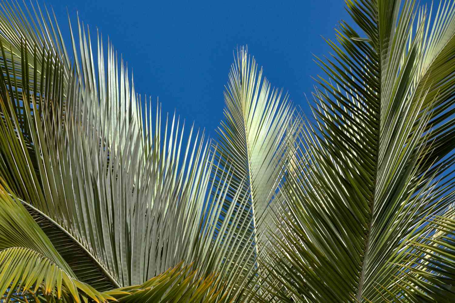 Branches et feuilles du palmier à vin chilien - Jubaea Chilensis - espèce menacée dans le parc national de La Campana, Ocoa, Chili