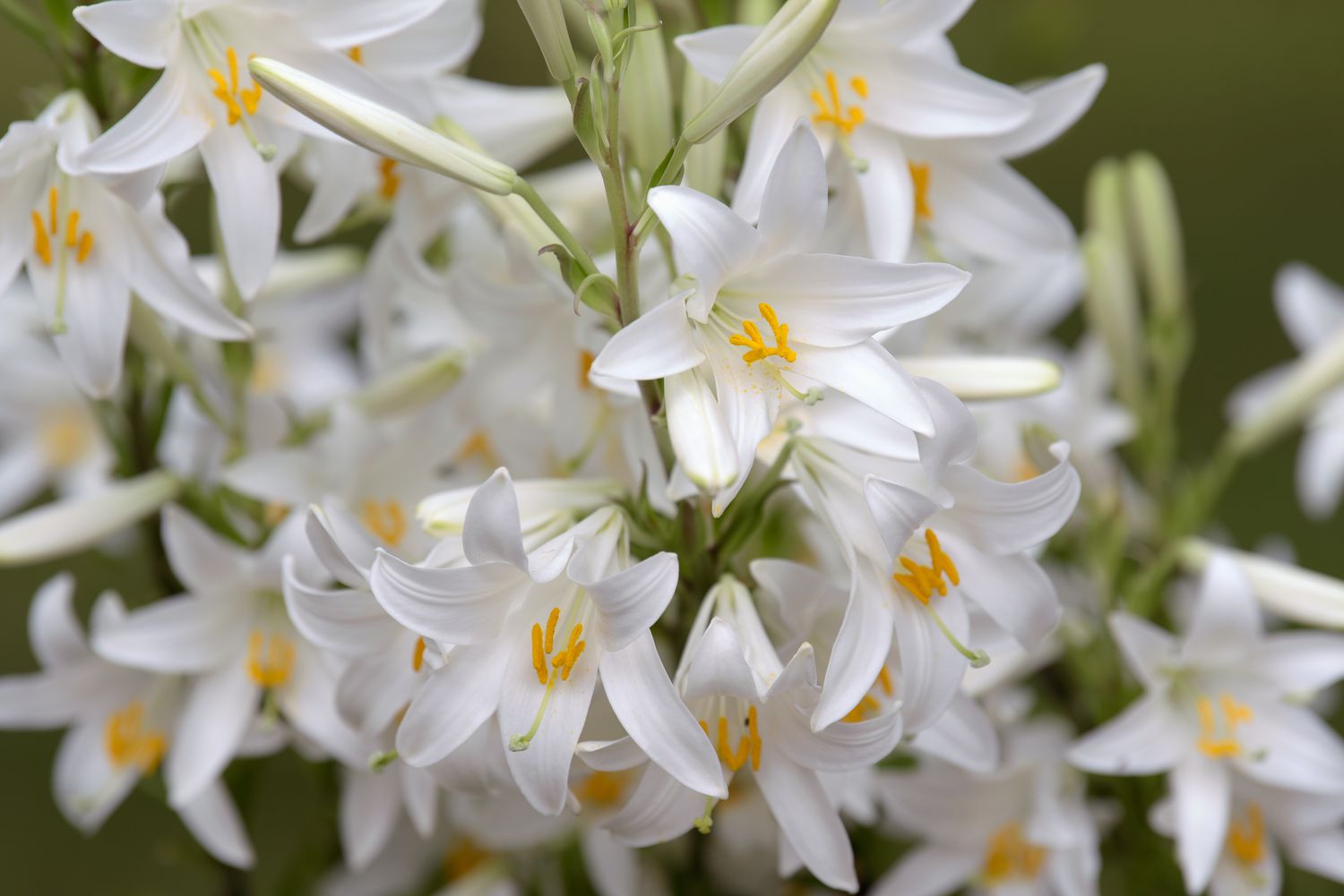 Madonnenlilienpflanze mit weißen trompetenförmigen Blüten mit gelben Pollenzentren