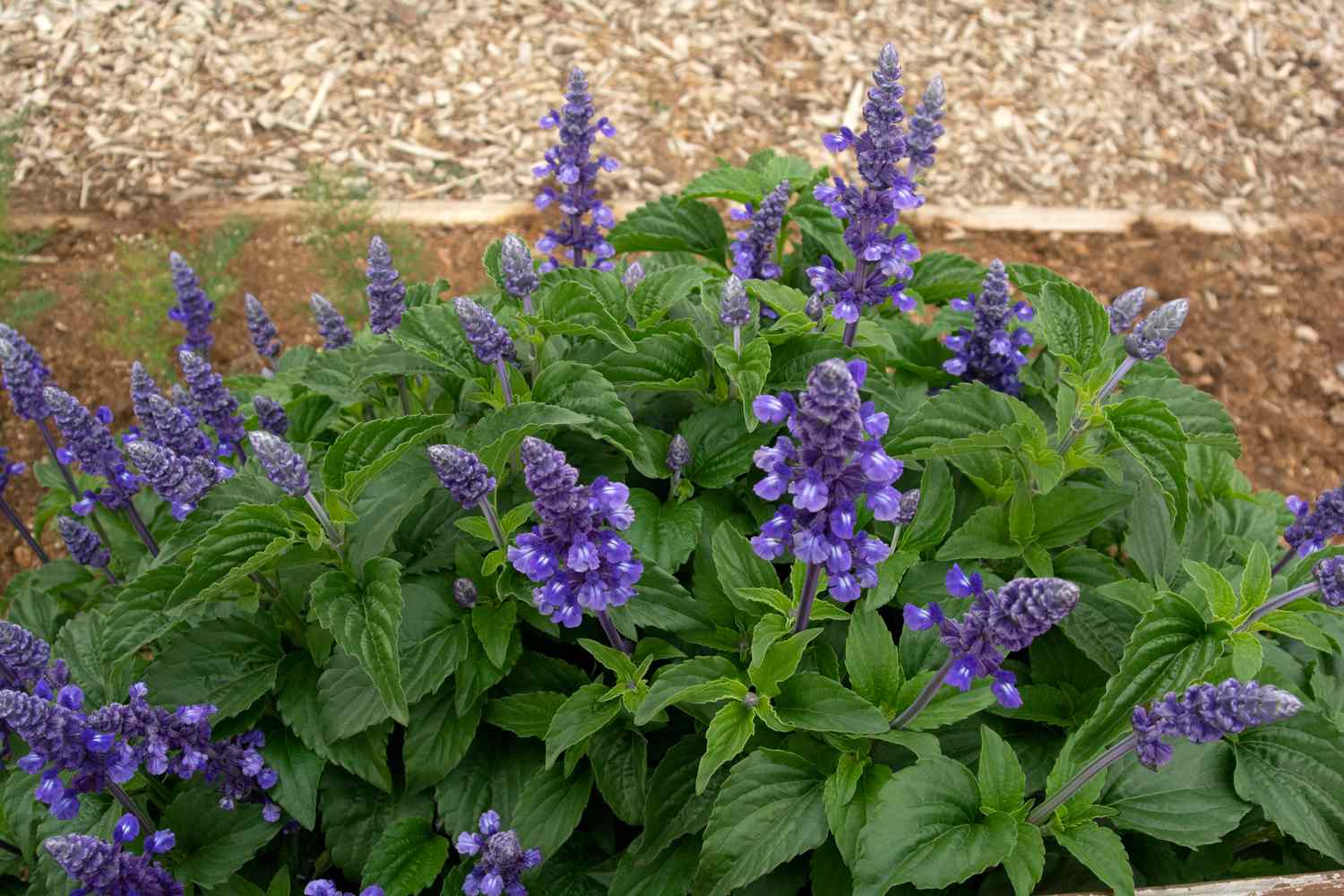 Victoria blue salvia plant with deep blue flower spikes surrounded by lance-shaped leaves next to mulch 