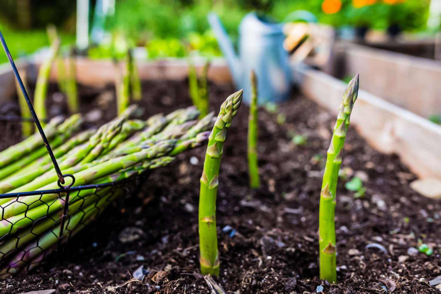 asparagus ready for harvest