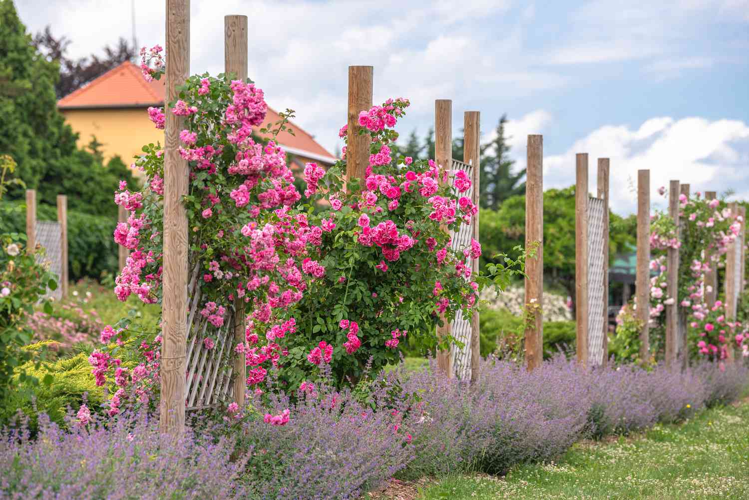 Rosales rosas trepando por espalderas de madera en jardín de flores