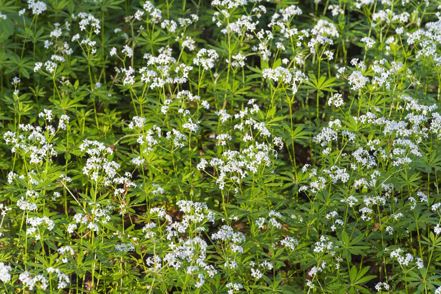 Dulces plantas woodruff en flor.