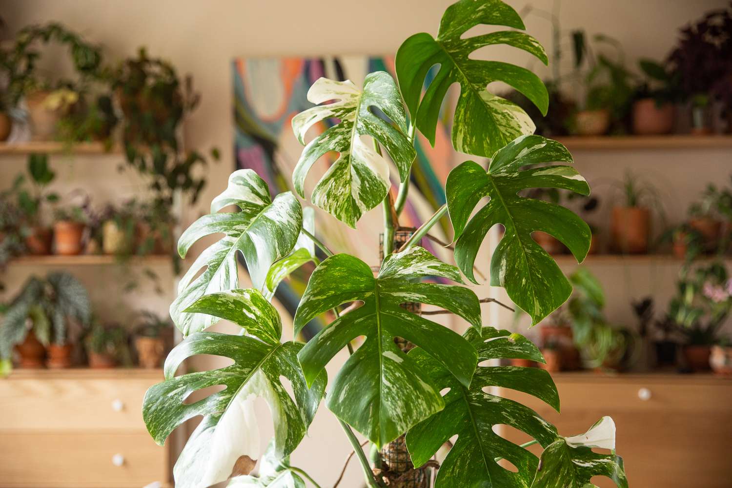 Cara monstera variegada blanca y verde delante de plantas de interior