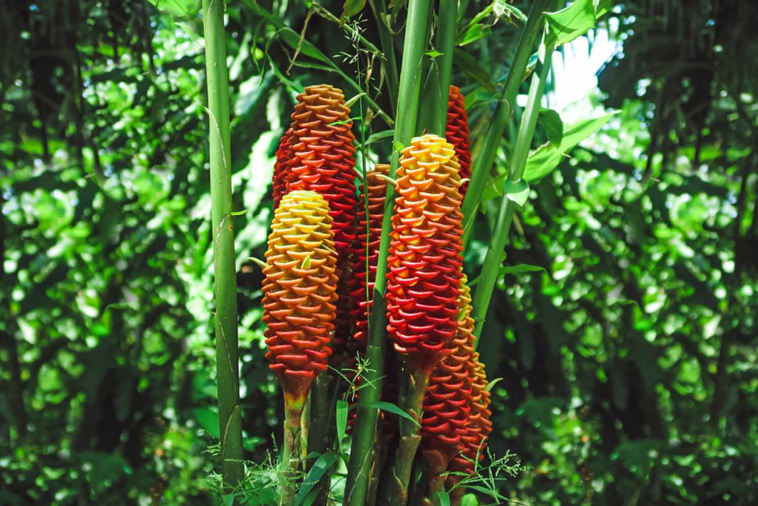 Planta de gengibre colmeia com brácteas vermelhas e amarelas em forma de cone ao lado de hastes verdes altas